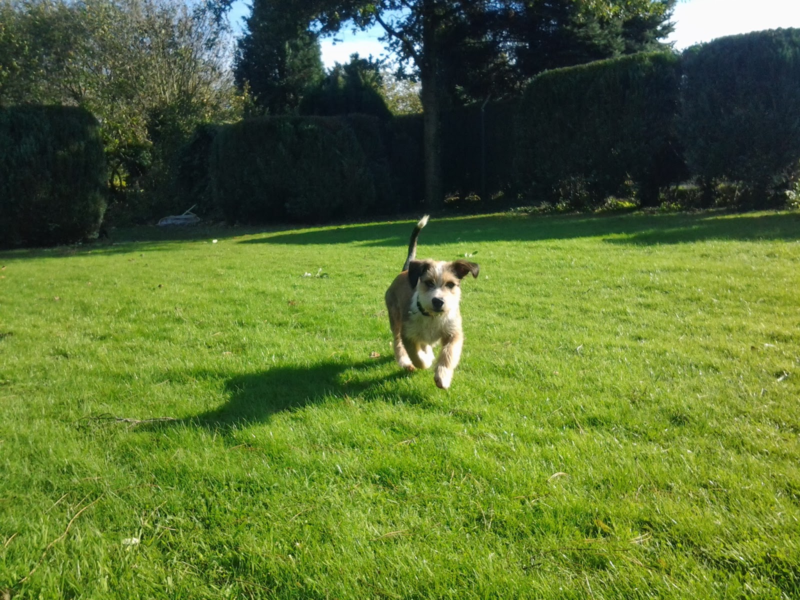 Spaanse Honden in Nood BEELD (Me)Nacho