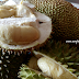 Petua Hilangkan Bau Durian Dalam Kereta