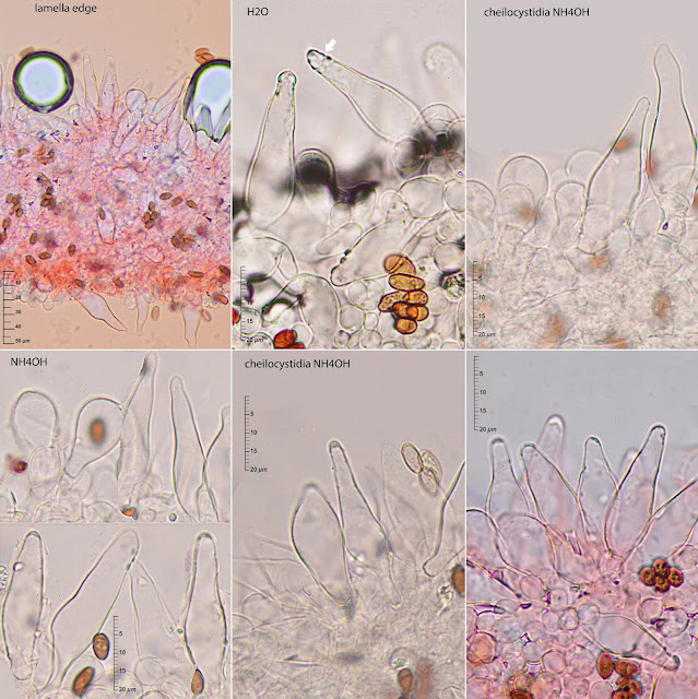 Psathyrella fibrillosa