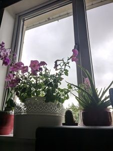 Google Camera HDR+ Untuk Redmi Note 4 MIDO Google Camera Picture
