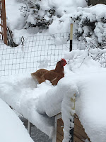 backyard chickens