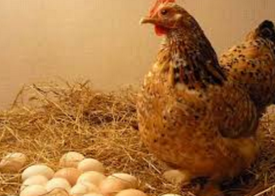 Asal Usul Ayam dan Telur