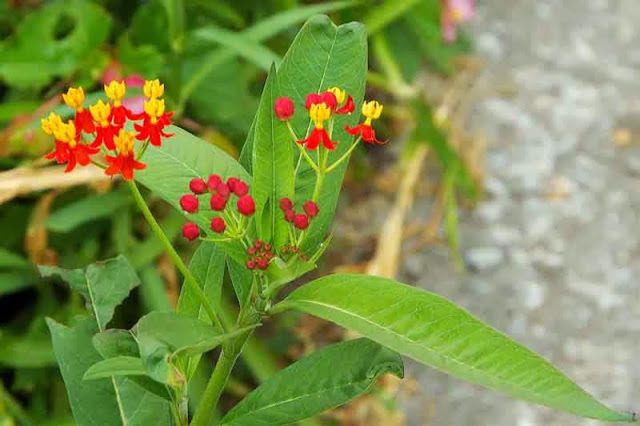 Blood Flower and plant, Asclepias curassavica