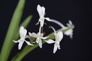 , Neofinetia Falcata Kokaduken x Rhinchostylis Coelestis Blu, diarid'orchidee