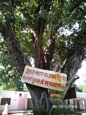 A very old tree in the premises of the Ancient Laxmi Narayan Temple along the way from Rishikesh to Haridwar