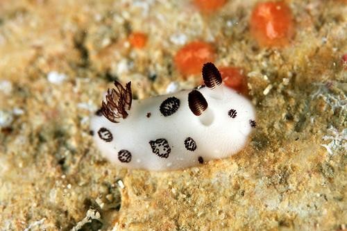 OZ' - The 'Other' Side of the Rainbow: Sea bunnies: a cute species ...
