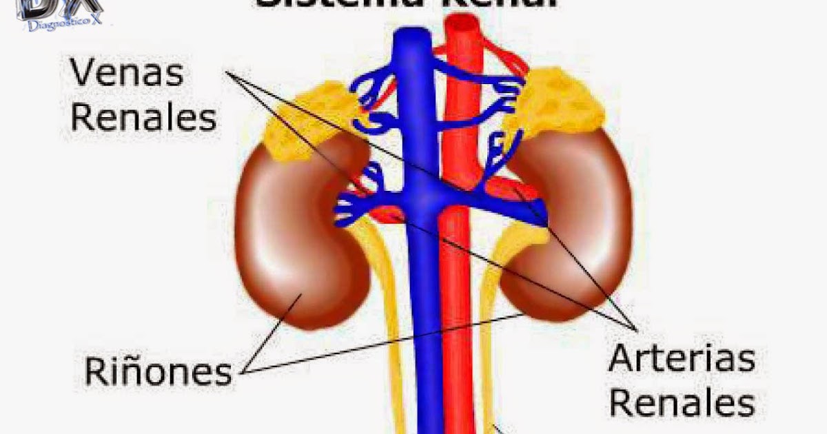 en que se diferencia la arteria renal y la vena renal