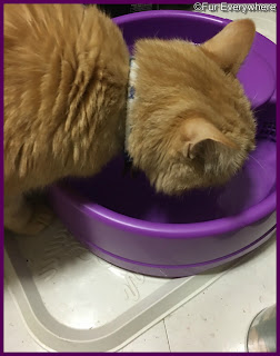 Carmine drinks from the PetSafe Current Pet Fountain