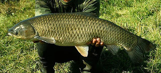  berasal dari China bagian timur dan USSR Teknik Pembenihan Ikan Grass Carp (Ctenopharyngodon idella)