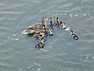 Very appropriately Mother’s Day – Lake duck with her seven ducklings. Very appropriately Mother’s Day – Lake duck with her seven ducklings.