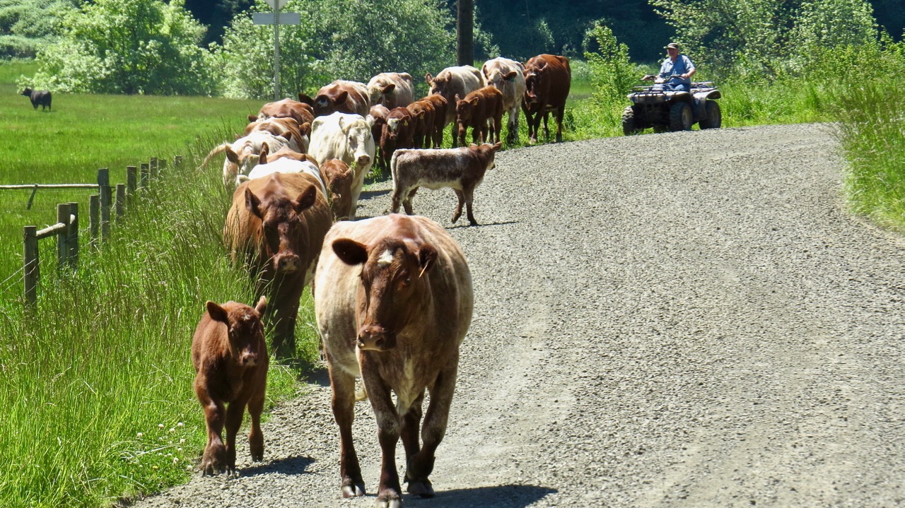 LuAnn Kessi Moving Cattle...