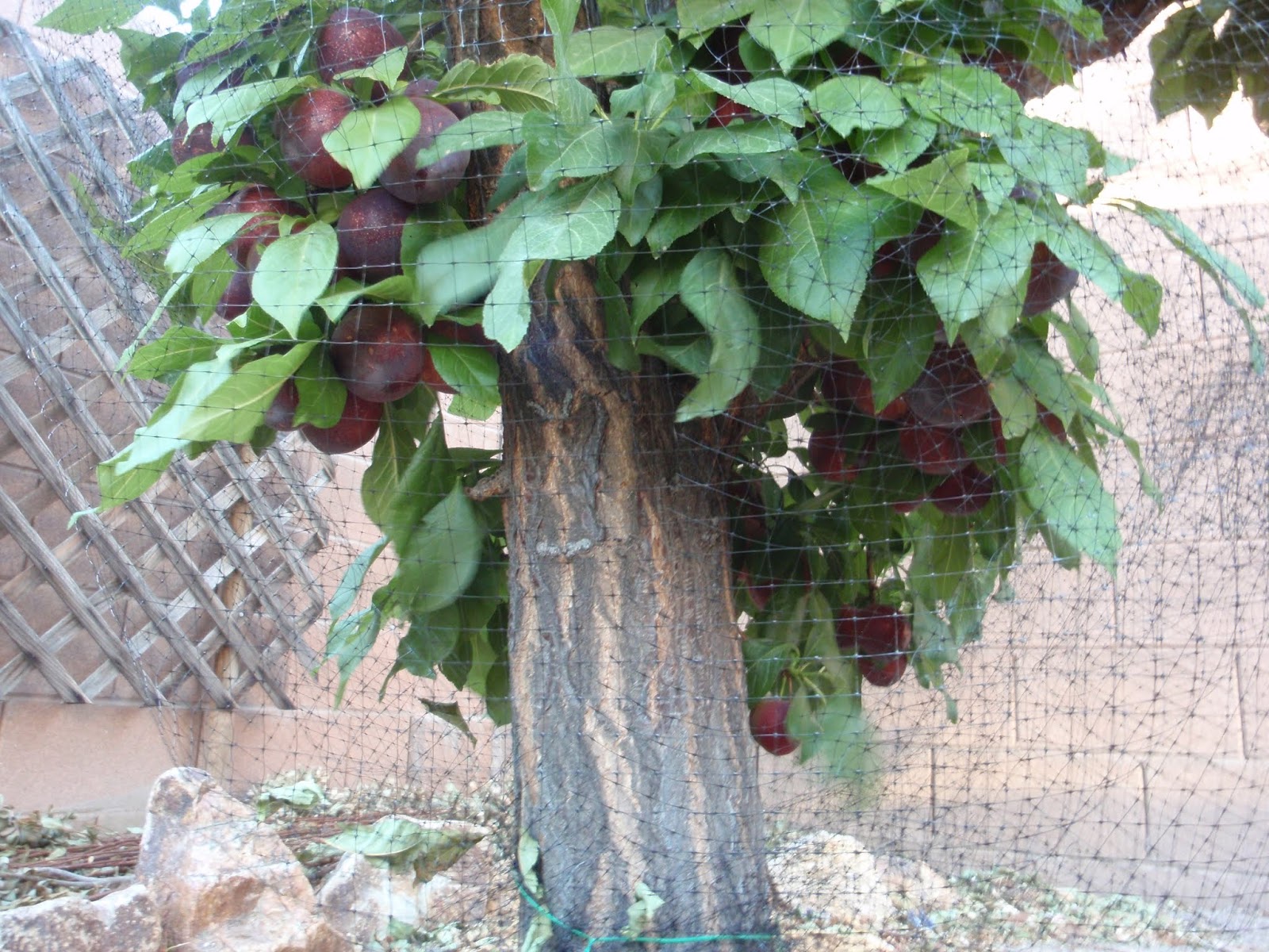Fruit Trees Las Vegas