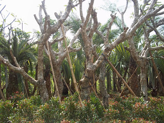 http://tukangtamankaryaalam.blogspot.com/2016/02/pohon-kamboja-fosil-jual-pohon-kamboja.html http://tukangtamankaryaalam.blogspot.com/2016/02/pohon-kamboja-fosil-jual-pohon-kamboja.html