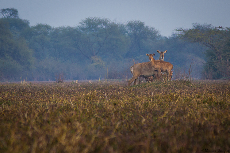 Dear Keoladeo Ghana National Park