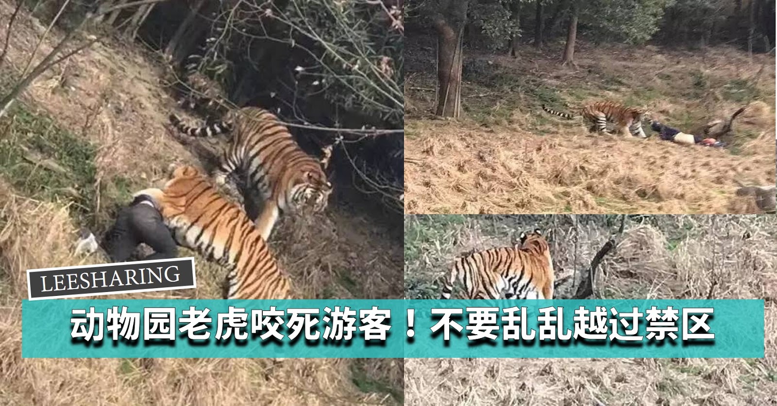 深圳野生动物园老虎“虎虎生威”迎虎年_读特新闻客户端
