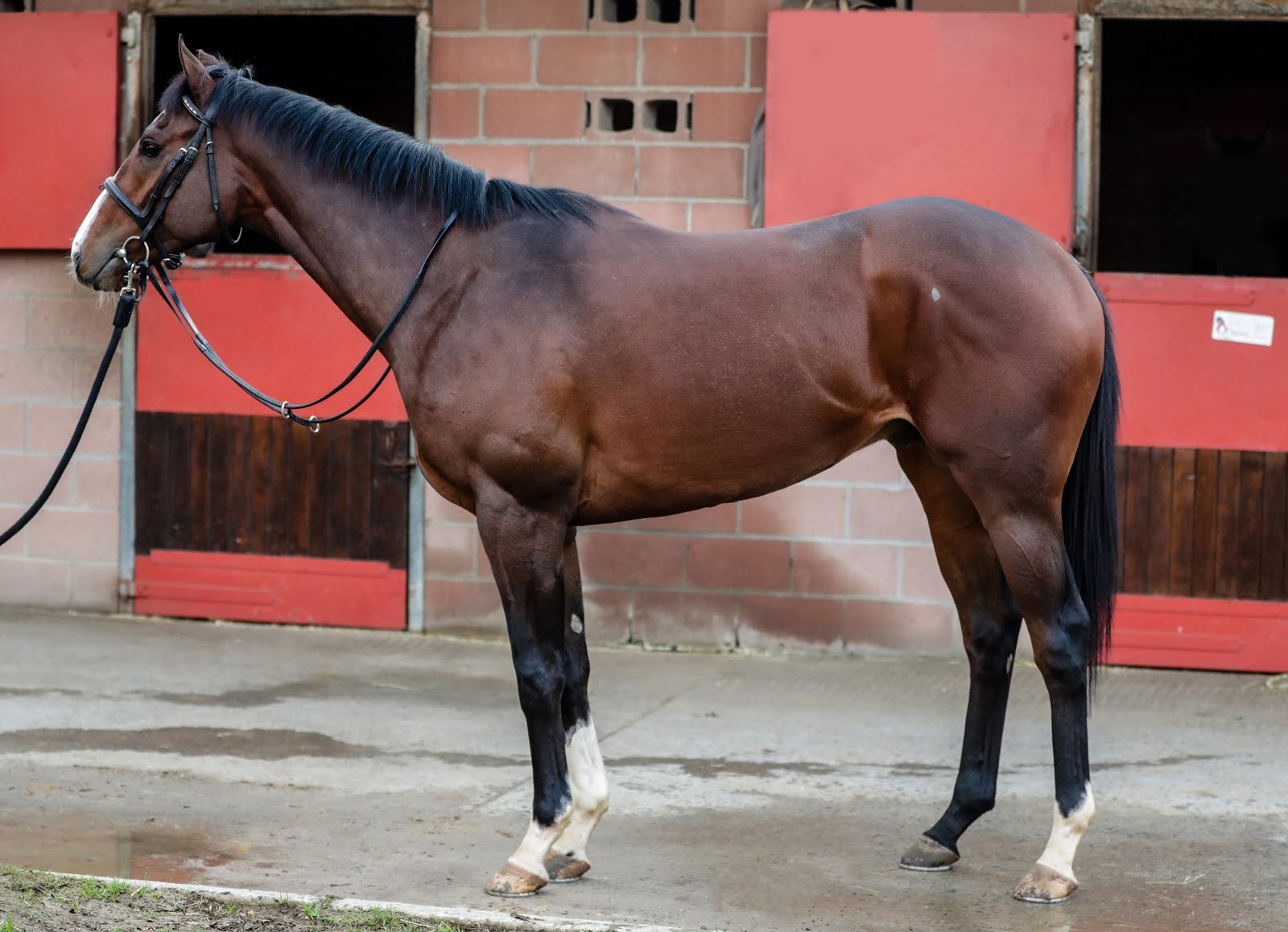 Rocket Countdown Rocket Countdown - Horse Profile - Breeder: Oldlands Stud - Sire: Alado (GB) Dam: Shinkanzen by Cordoba (USA)