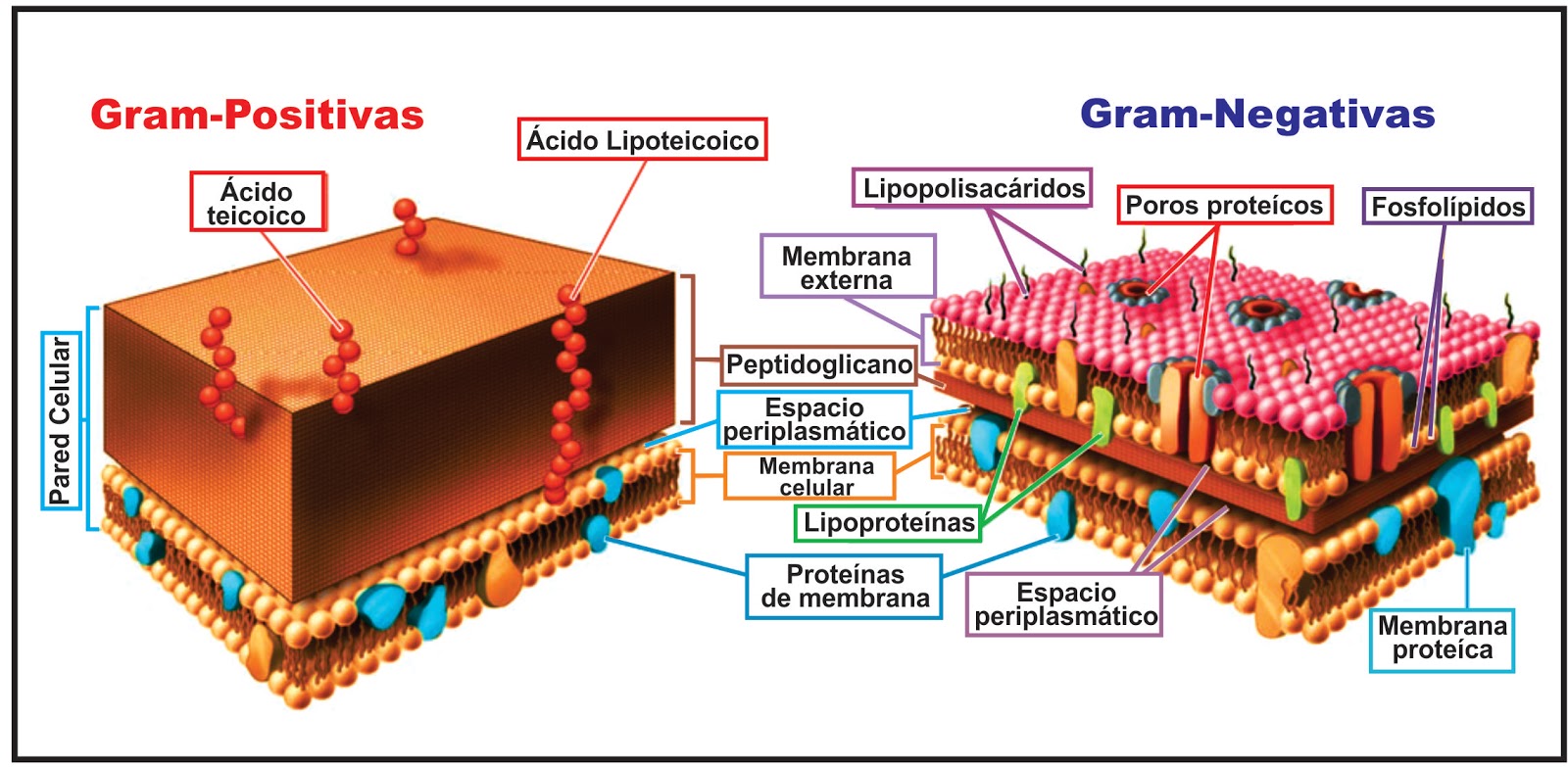 Biotube2 Las Bacterias Procariotas