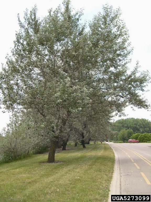 Trees Populus alba White Poplar Abele
