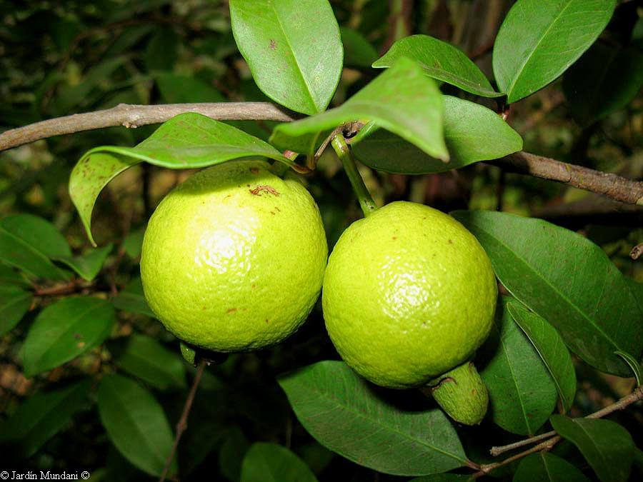 Sangrando En Verde Psidium Friedrichsthalianum El Guayabo Cas De Costa Rica