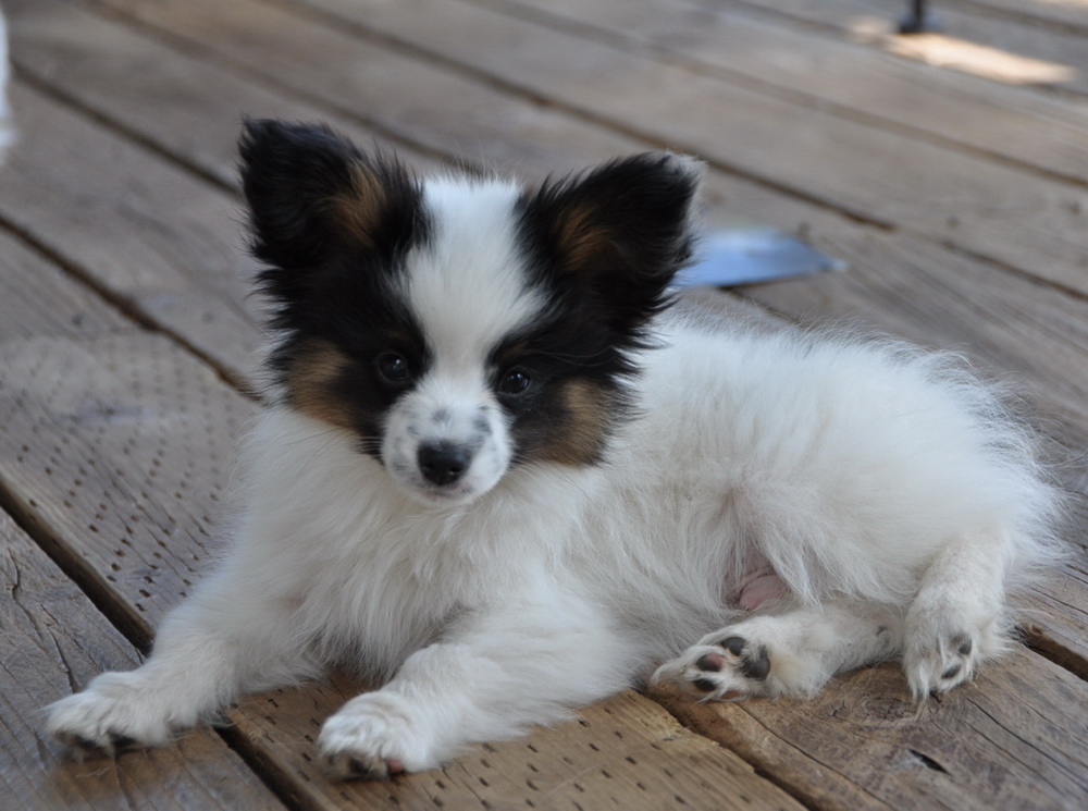 Road's End Papillons 12 Week old Papillon Puppy