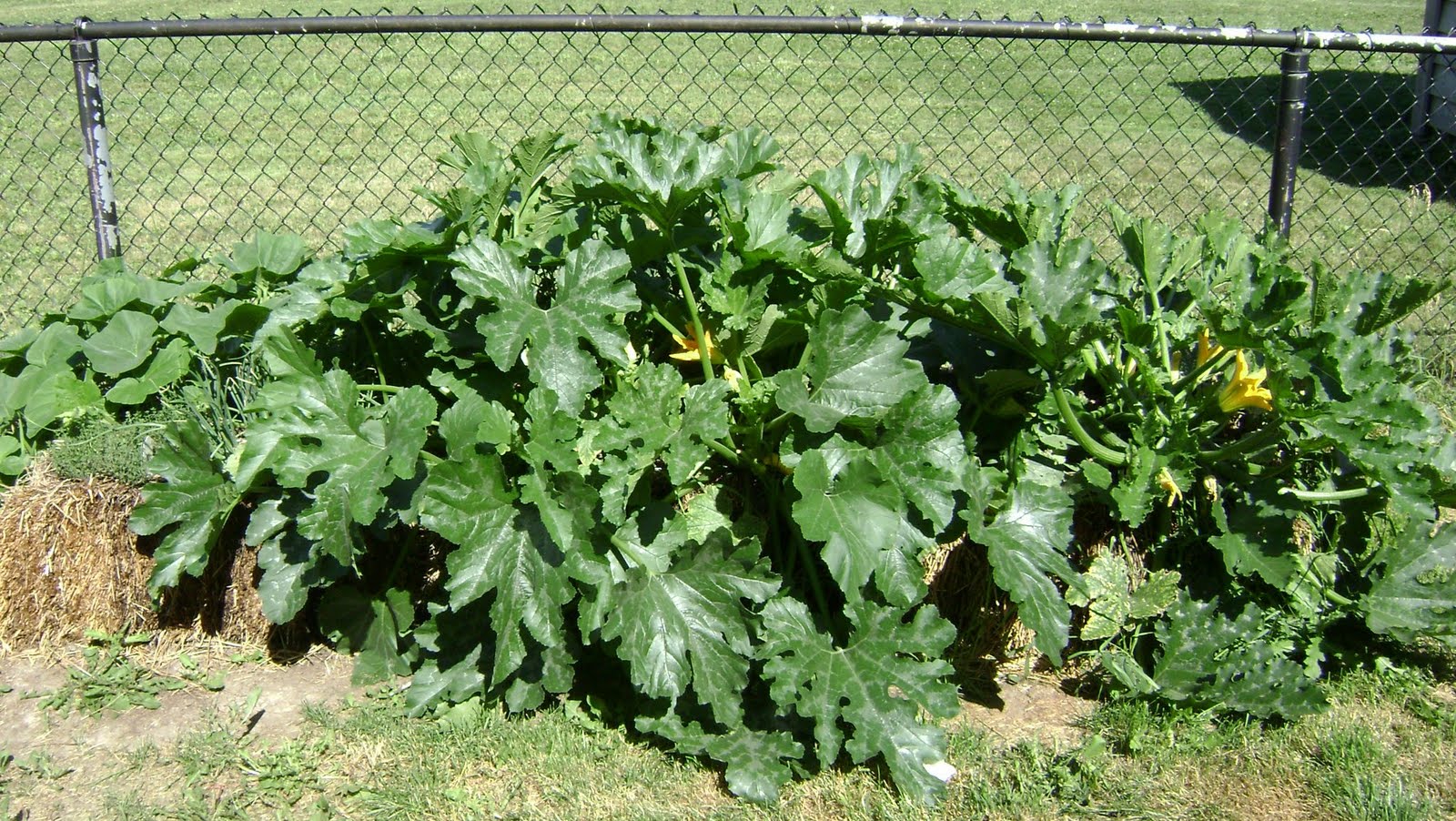 Simple, Green, Frugal Co-op: From straw, big things will grow