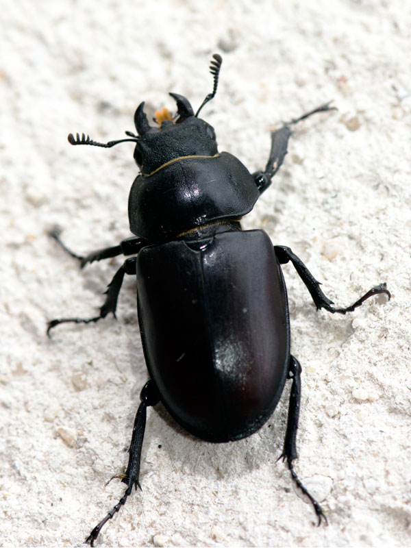 Macrophoto plaisir passion Le Lucane cerfvolant femelle, Lucanus cervus