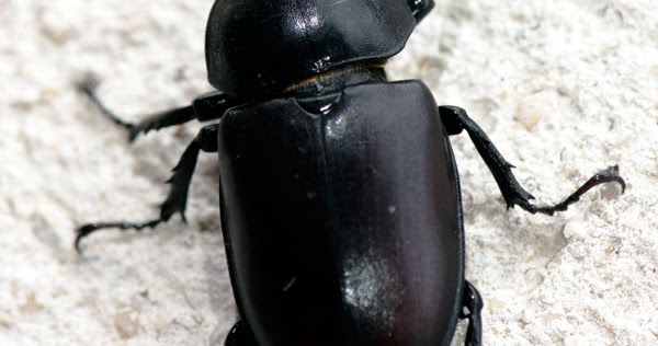 Macrophoto plaisir passion Le Lucane cerfvolant femelle, Lucanus cervus