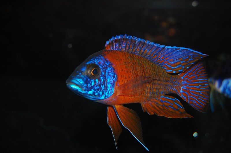 5 Ikan cichlid Afrika Gambar 5 Ikan cichlid Afrika - Rubin Red Peacock ( Aulonocara stuartgranti )