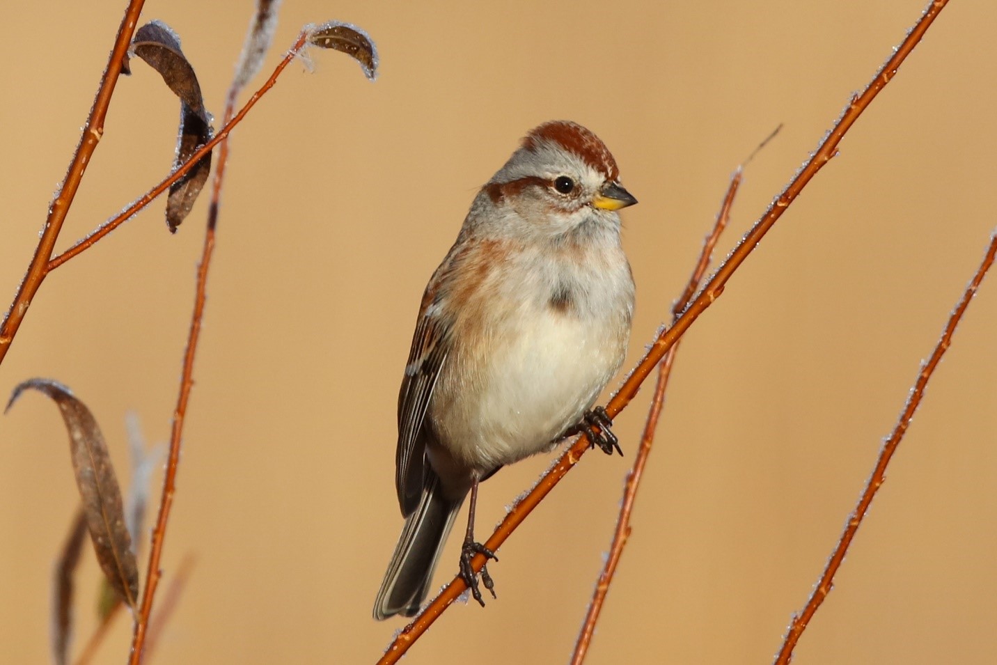 Nature Ohio winters offer a warm for tree sparrows