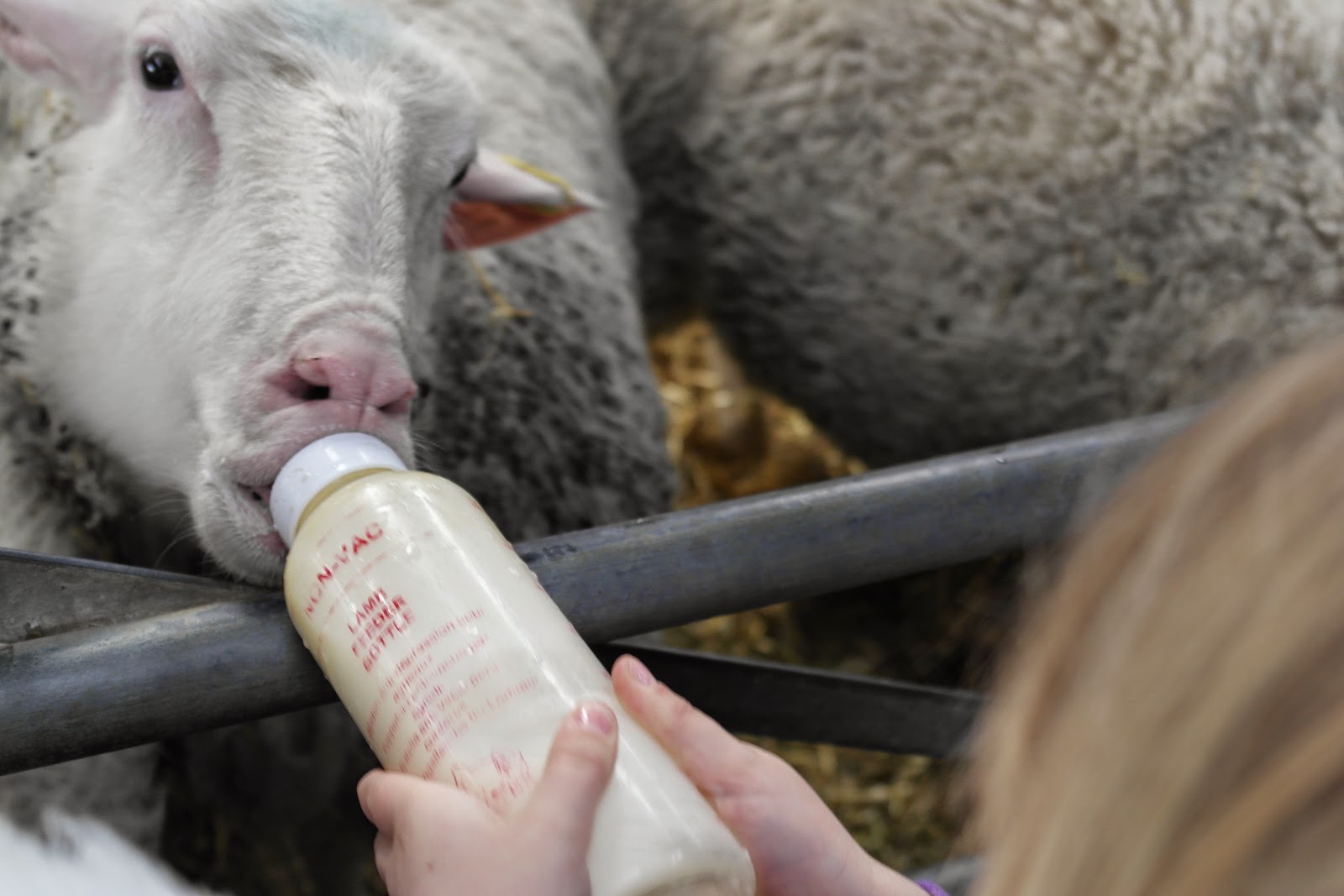 Me and my shadow Springtime fun at Mead Open Farm
