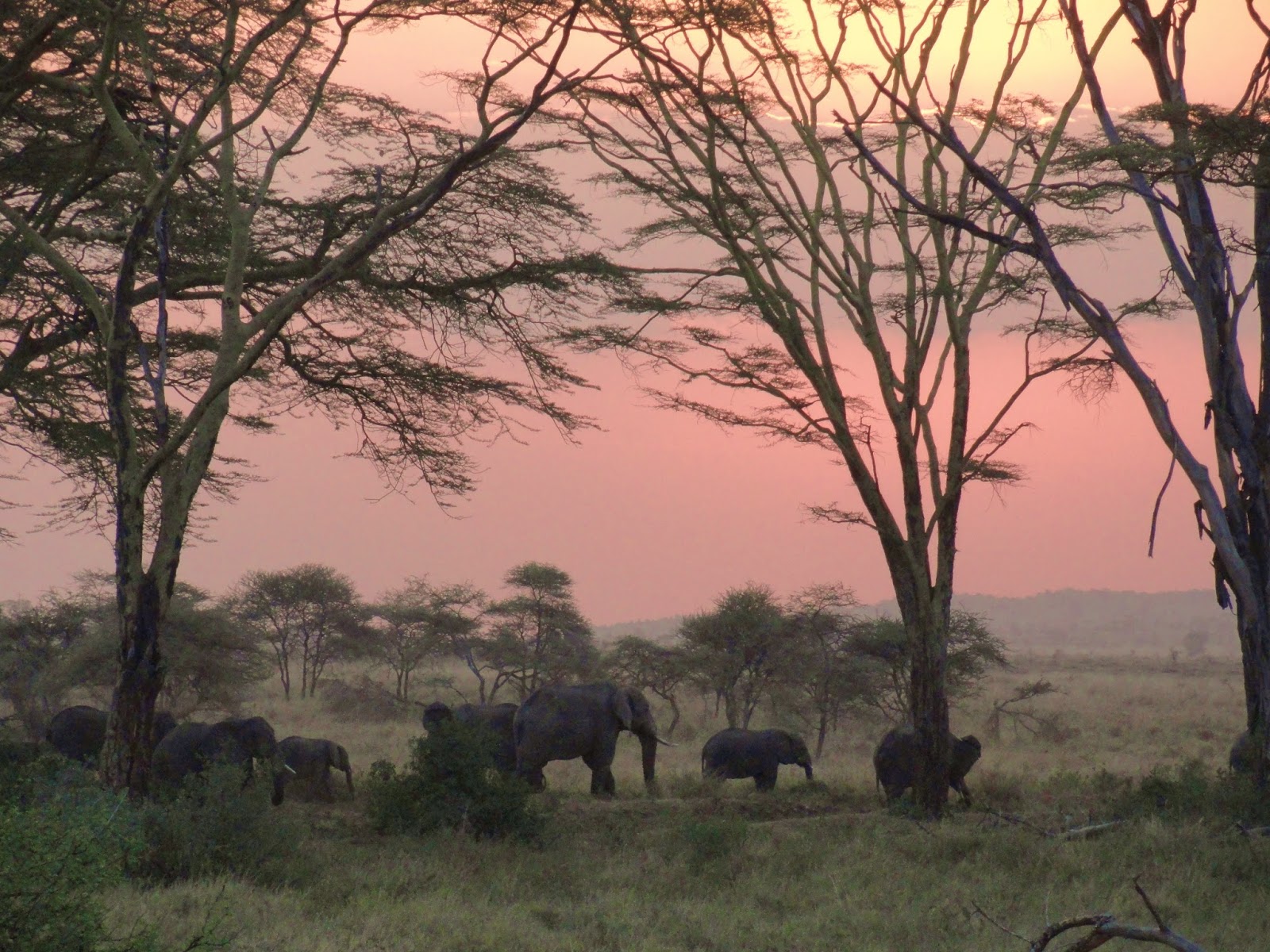 Africa-Travel-Safari