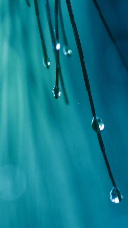 Grass Threads Water Drops  Galaxy Note HD Wallpaper