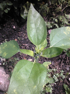 young sunflower