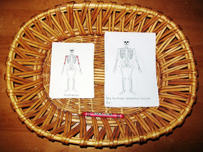 My Human Skeleton Book