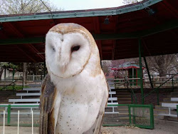 bird luna sanctuary sadly ambassadors owl barn tuesday lost its