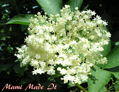 Elderflowers Syrup - Holunderblütensirup