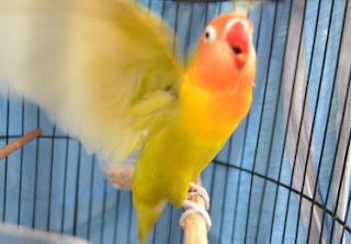 lovebird volume suaranya keras lovebird volume keras, lovebird suara keras