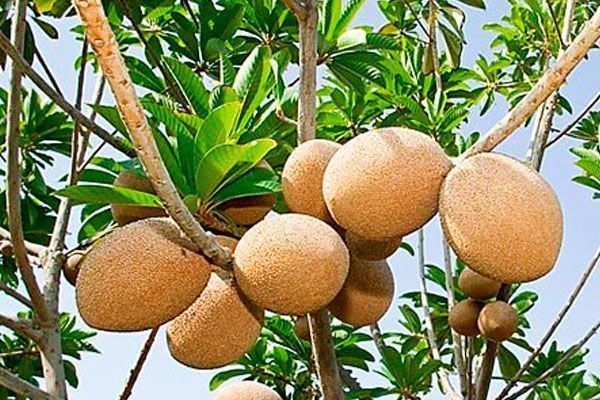 VIVERO SAN ANDRES: Honremos el Día Mundial de la Alimentación