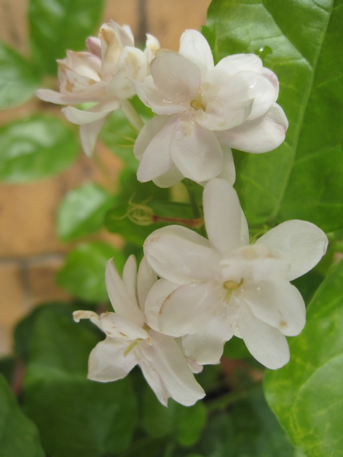 Pretty Simply Normal SA Garden Catalogue Arabian Jasmine