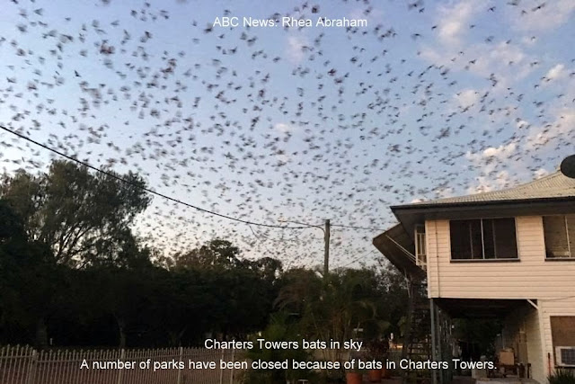 'Plague' of bats wreaks havoc in Charters Towers