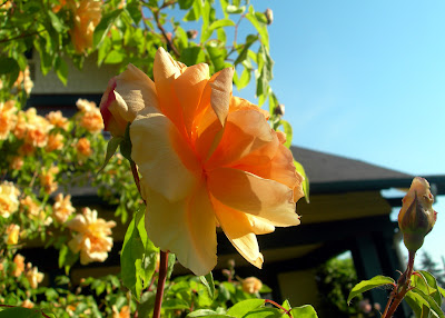 Crepuscule, noisette rose Crepuscule rose