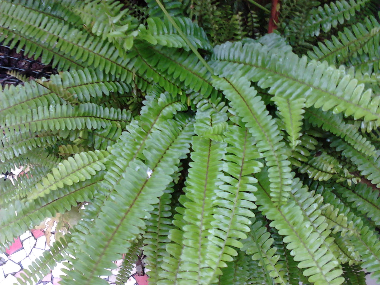 Garden Care Simplified Boston Fern Nephrolepis exaltata