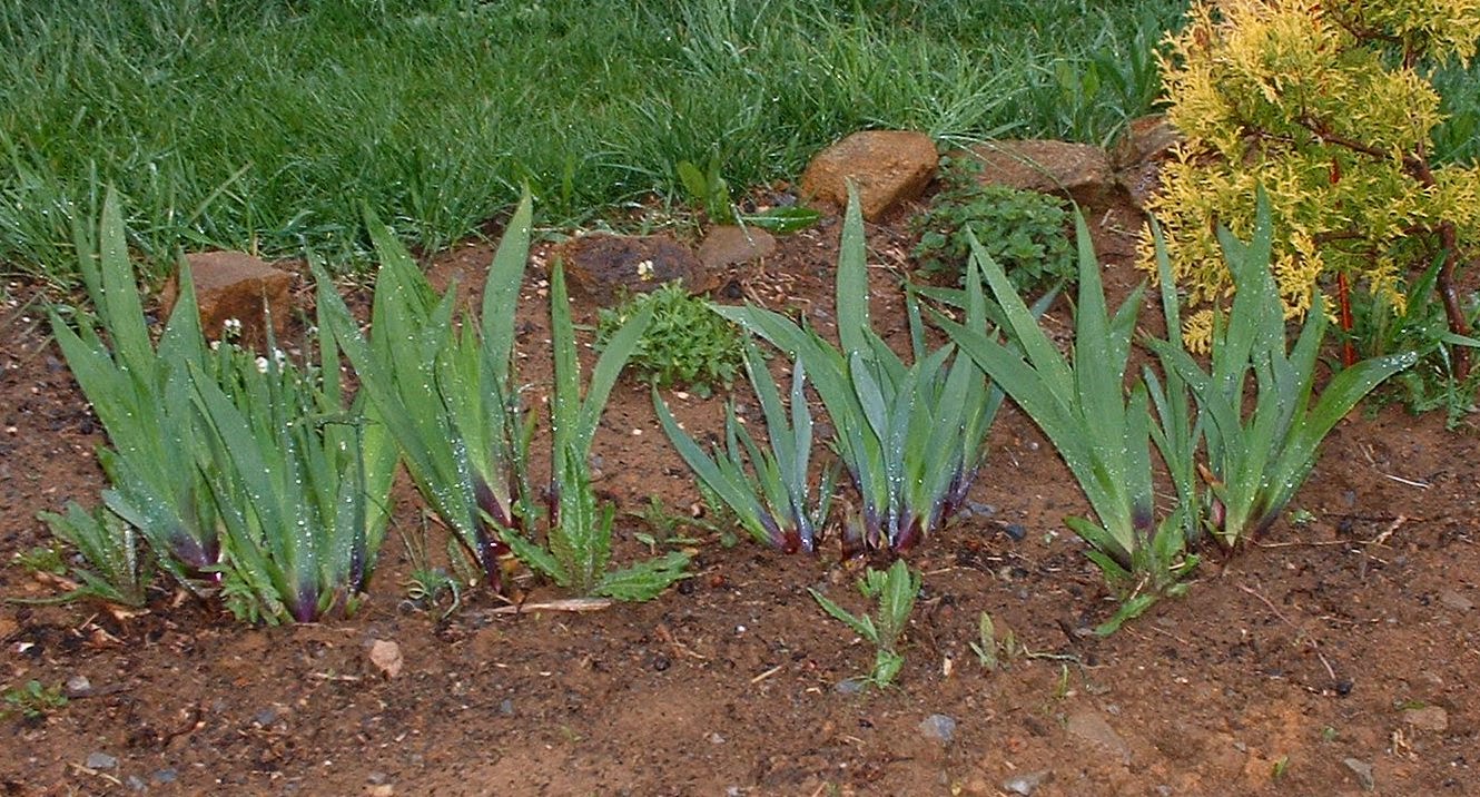 MidAtlantic Plant Research Center Some irises before bloom...