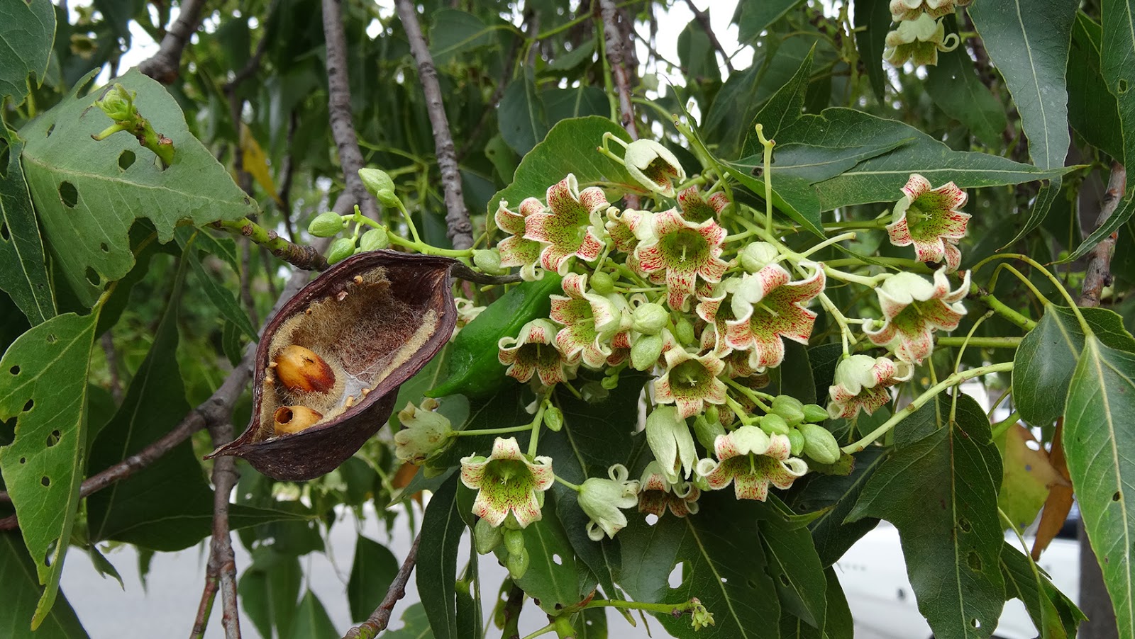 MAP MELBOURNE STREET TREES 61 KURRAJONG