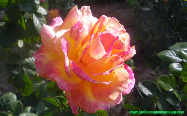 planta, rosal de flor amarillo y rosa