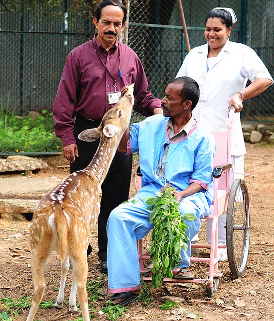 Animal-assisted therapy