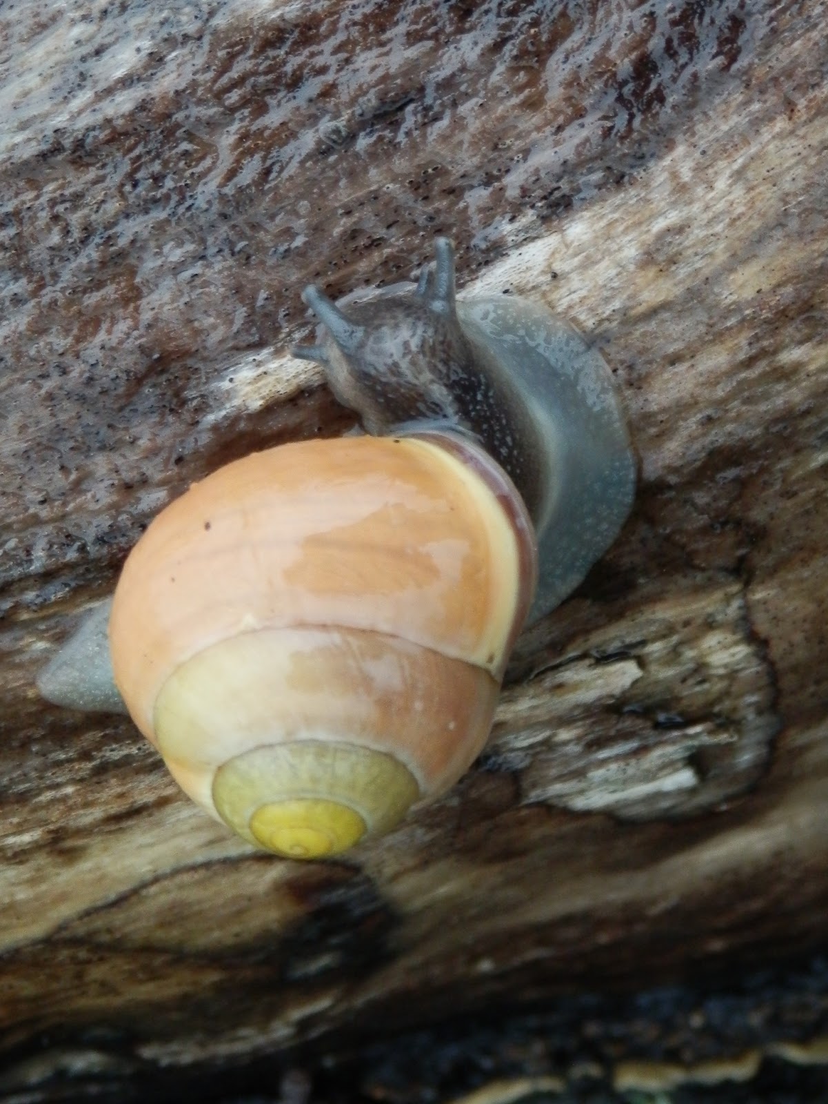 Snails Love the Rain!