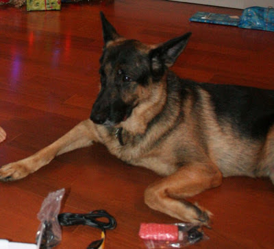 Cora, beloved German Shepard, part of the family forever :: All Pretty Things
