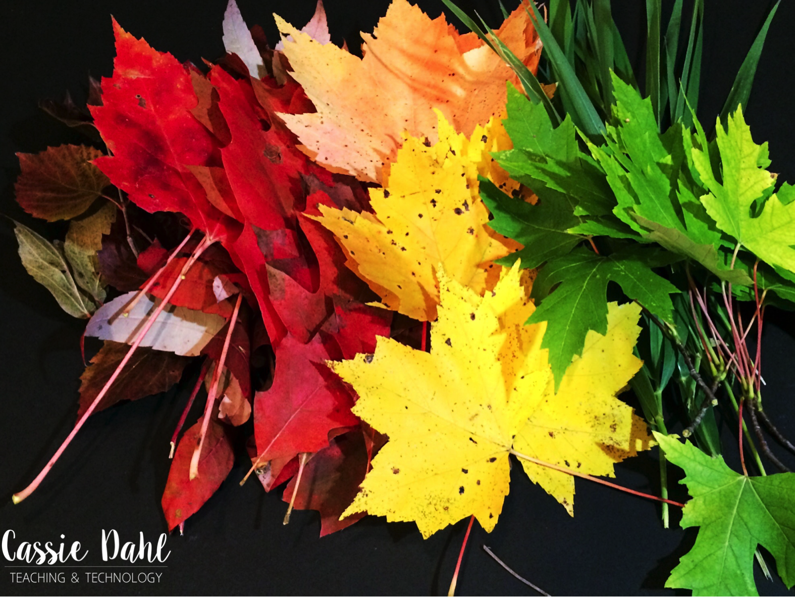 Chromatography Pigments In A Leaf
