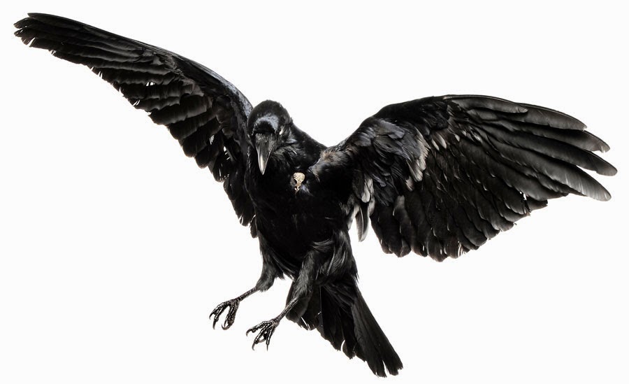The Raven Reference Images